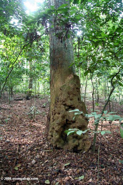 Riesiges Termitenest, das auf Unterseite des Baums Akaka