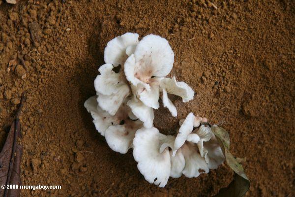 Weiße Pilze, die auf Boden Akaka