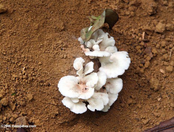 Weiße Pilze, die auf Boden Akaka