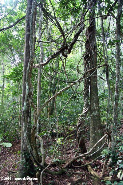 Dschungel Lianas in Gabun