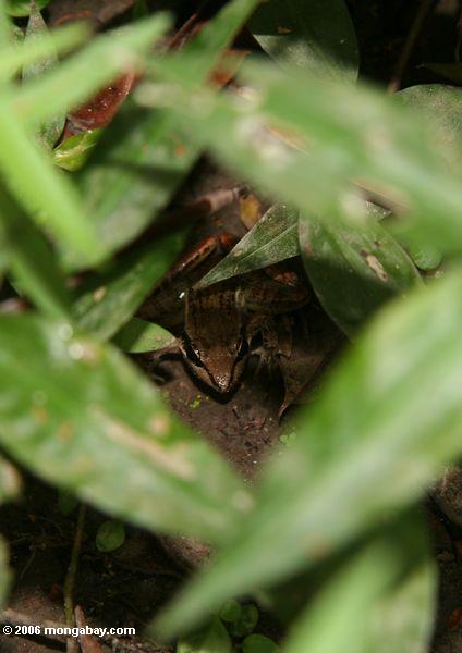 неизвестных местах лягушек в Габон дождевых лесов