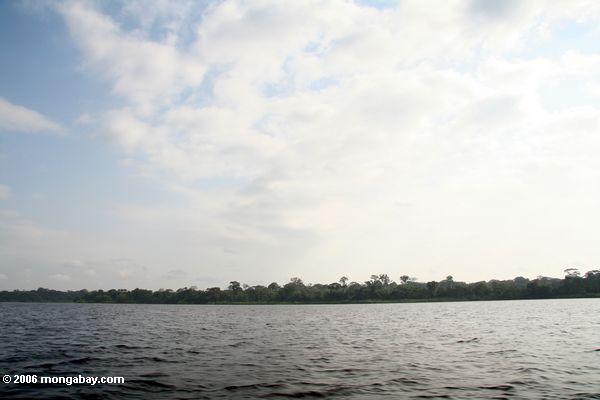 Rainforest entlang Lagune in Gabun