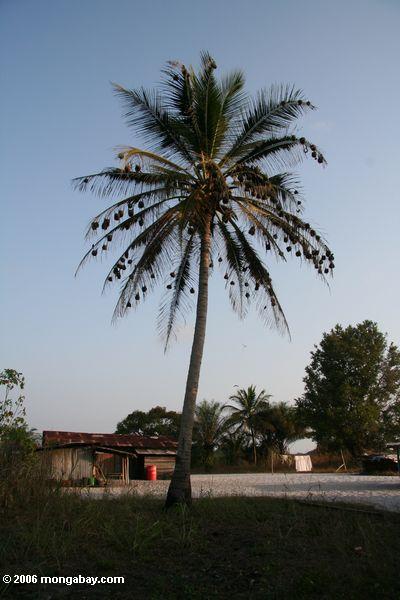 Webervogel nistet in einer Palme