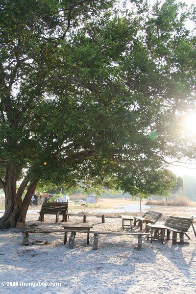 Gemeinschaftssitzung Bereich unter einem Baum in einem Dorf nahe Loango Nationalpark