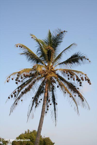 Webervogelkolonie in einer Palme