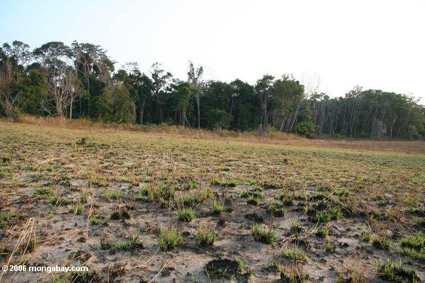 Frisches Gras, das von vor kurzem gebrannter Savanne Loango