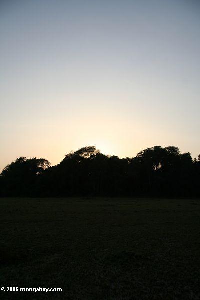 Wald silhouettiert durch die Einstellung der Sonne in Gabun