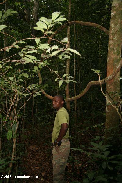Patrick, Naturführer, im rainforest von Gabun