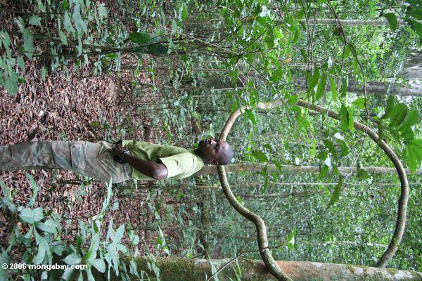 Patrick, ecotourist Führer, im rainforest von Gabun