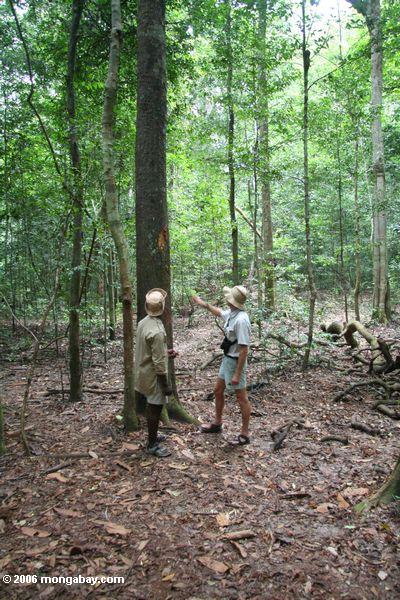 ガイドは、熱帯雨林の木に象の牙状の損傷を調べる