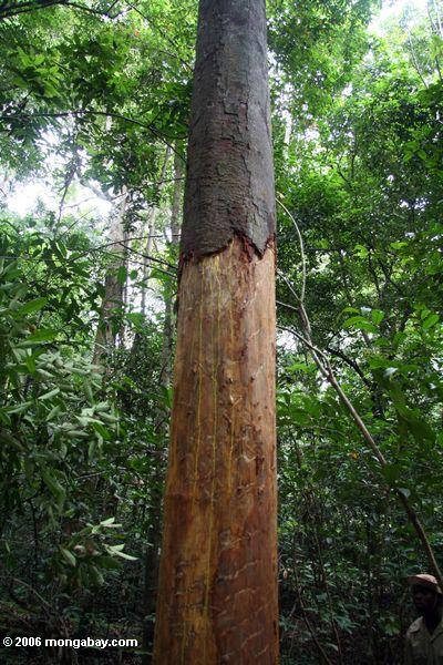 象の木の損傷が原因で発生から実行している樹液