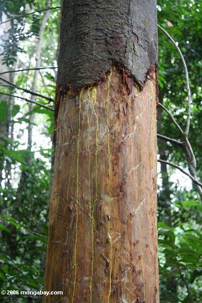 Saft, der von der Baumbeschädigung verursacht durch Elefanten Loango
