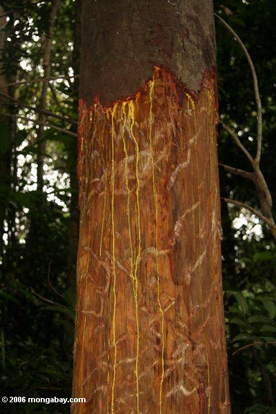 Saft, der von der Baumbeschädigung verursacht durch Elefanten Loango