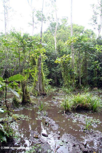 ガボンの熱帯雨林の湿地