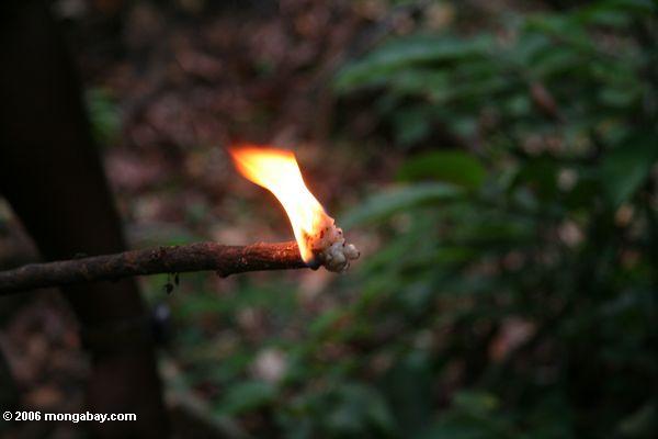 Okume Harz, ein natürlicher Feuerstarter