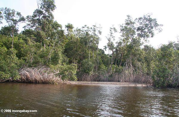 Mangroven auf Loango Lagunemündung