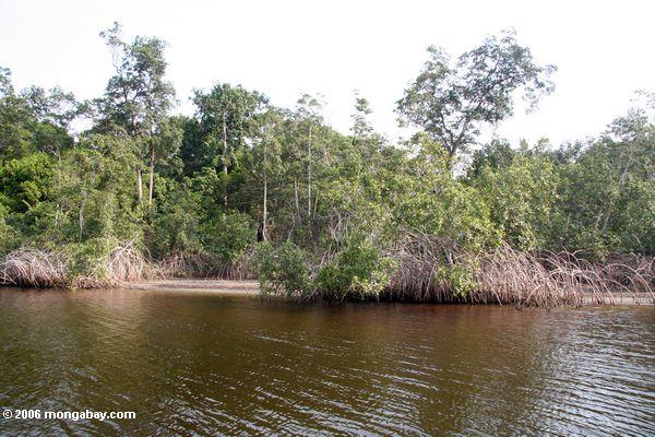 Mangroven auf Loango Lagune