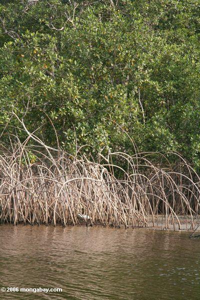 Mangroven auf Loango Mündung