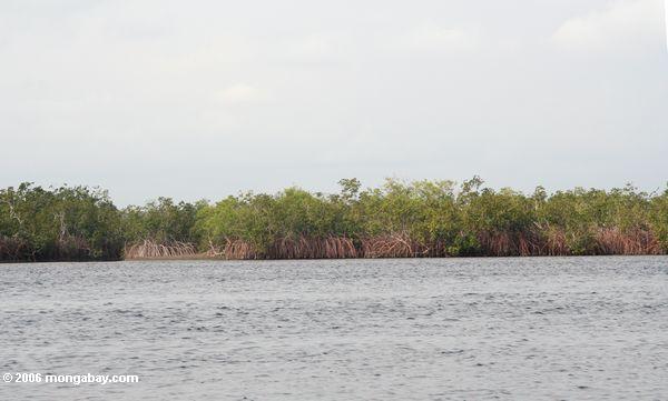 Mangroven auf Loango Lagune