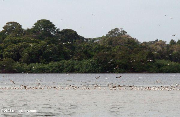Vogelsorte in Loango Lagune