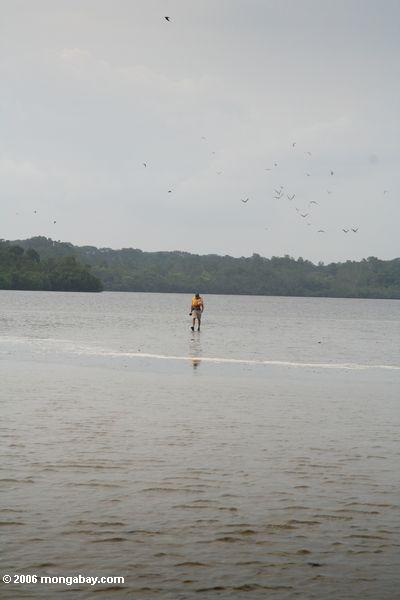 Wildnisphotograph auf sandbar in Loango Lagune