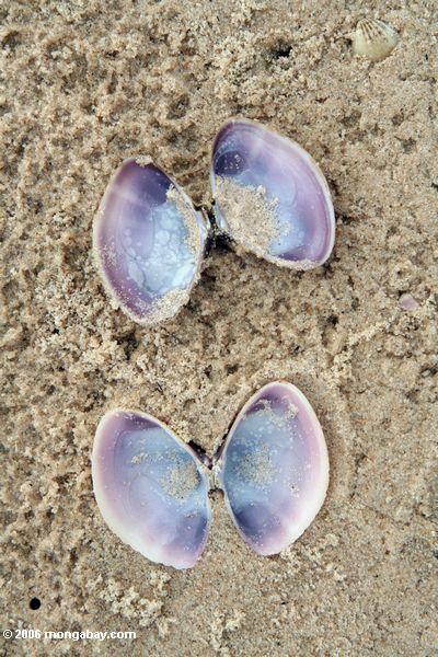 ラベンダー貝の貝殻