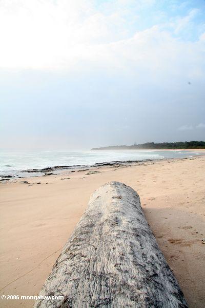 La notation de forêt tropicale adandoned après avoir été lavé à terre sur une plage à distance au Gabon