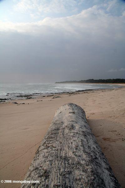 木材上陸後には、リモートビーチでロアンゴ国立公園の近くを洗ったadandoned