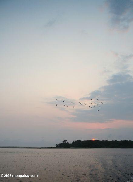 日没で鳥の群れ