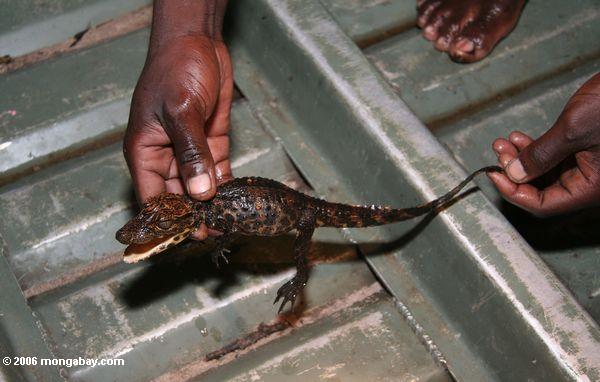 Jugendliches afrikanisches schlank-geschnüffeltes Westkrokodil, Crocodylus cataphractus, seiend überblicktes