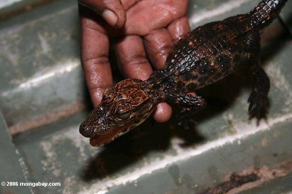 Jugendliches afrikanisches schlank-geschnüffeltes Westkrokodil, Crocodylus cataphractus 