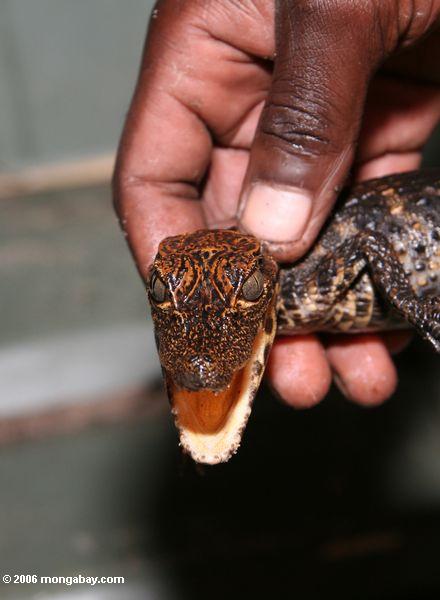 Jugendliches afrikanisches schlank-geschnüffeltes Westkrokodil, Crocodylus cataphractus, gefangengenommen für eine Bevölkerung übersicht