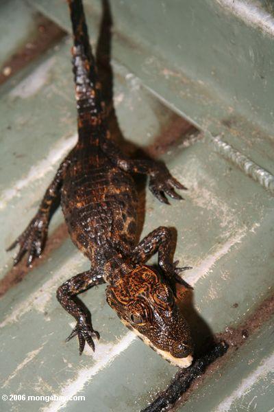 Jugendliches schlank-geschnüffeltes Krokodil, Crocodylus cataphractus, in Gabun