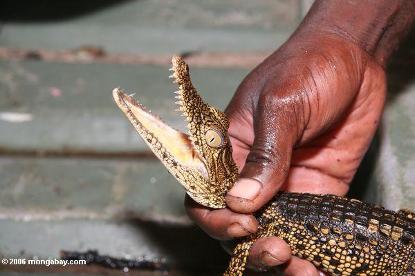Jugendliches Nil Krokodil, Crocodylus niloticus, gefangengenommen in Gabun