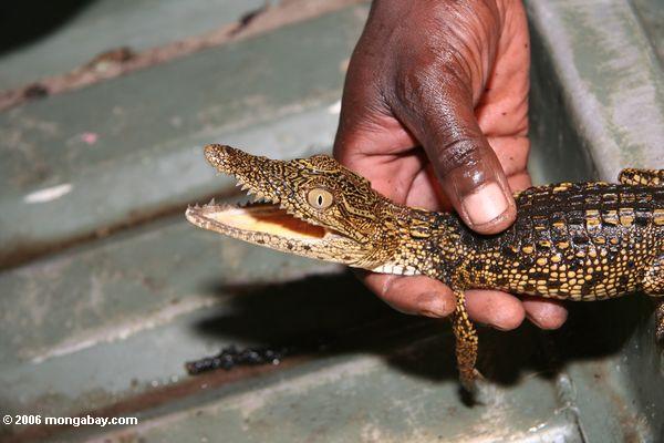 Jugendliches Nil Krokodil, Crocodylus niloticus, gefangengenommen für eine Bevölkerung übersicht