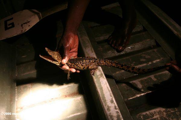 Jugendliches Crocodylus niloticus, gefangengenommen für eine Bevölkerung übersicht in Gabun