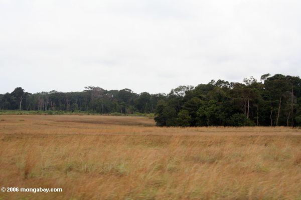Savanne und Wald in Gabun