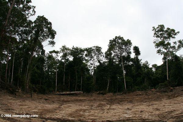 Abholzung, resultierend aus der Protokollierung