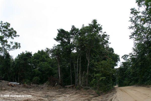 Estrada registrando e deforestation em Gabon