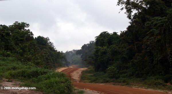 Straße für zugänglich machende Waldbauholz