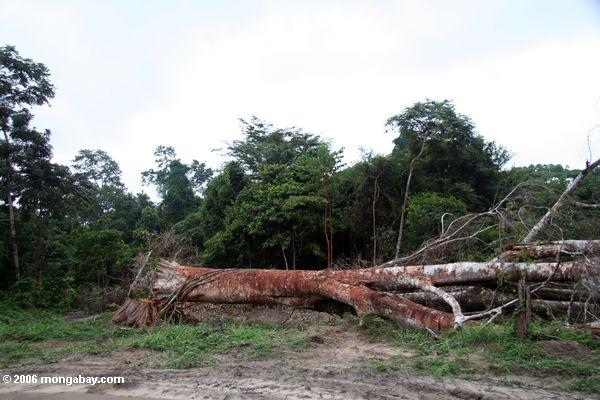 L'arbre émergent de verrière felled pour le bois de construction au Gabon
