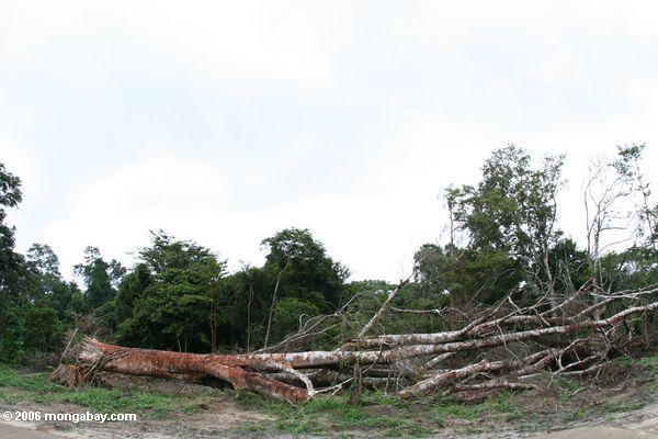 Emergent überdachungbaum felled für Bauholz in Gabun