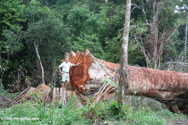 L'arbre émergent de verrière felled pour le bois de construction au Gabon