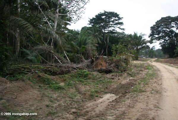 Protokollierung Straße in Gabun, merken die breite Reinigung über Vegetation um die Straße