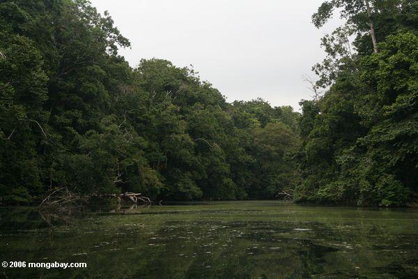 Noch blackwater Fluß im rainforest von Gabun