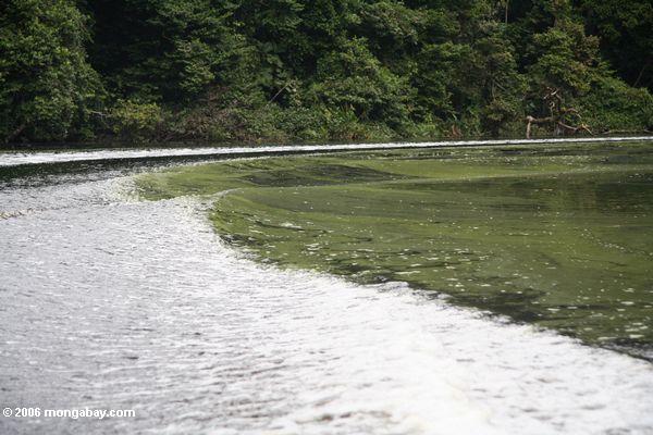 Spur eines Bootes, das durch einen blackwater Fluß bewegt, überstieg mit Blütenstaub