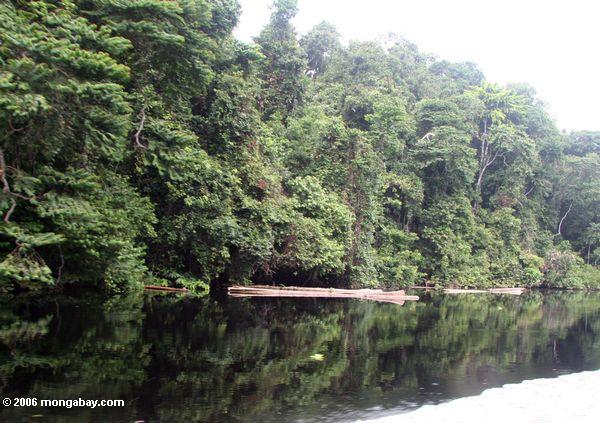 Rainforest Maschinenbordbücher schnitten und schwammen hinunter die Mpivie Fluß