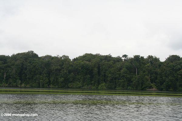 Hellgrüne Bänder bildeten sich auf der Oberfläche einer Lagune, indem sie Blütenstaub Mpivie-Str.