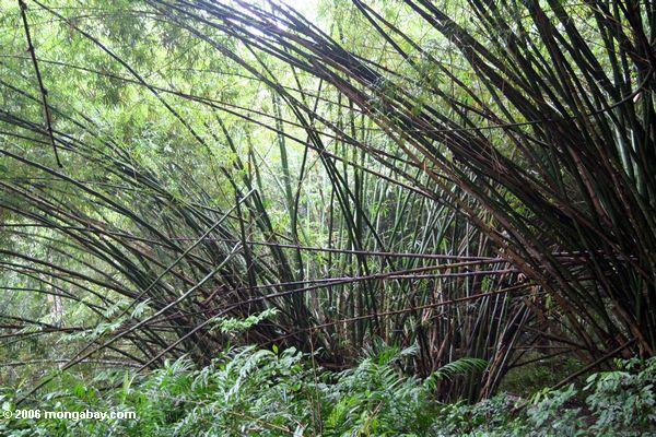 Forêt en bambou