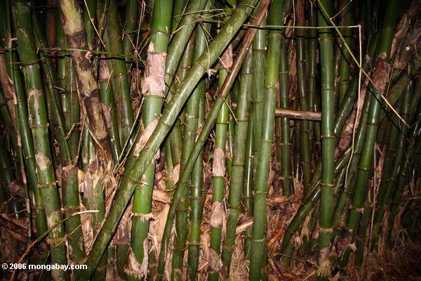 Dichte Bambus
